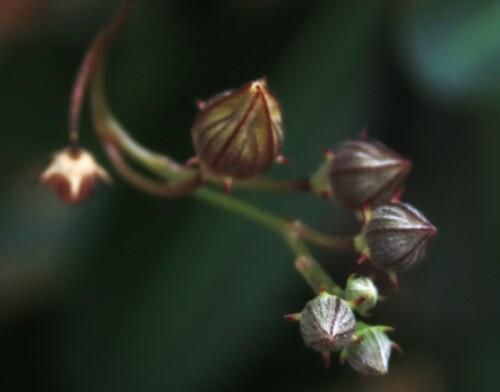 Coccinia adoensis, photograph 6