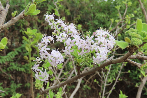 Big-Leaved Puzzlebush (Ehretia coerulea)