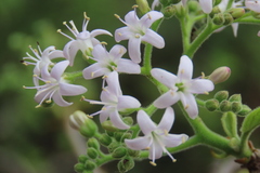 Ehretia obtusifolia, photograph dune_ninja, CC0, iNaturalist via GBIF