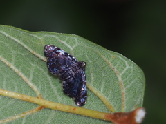 Drosophantis caeruleata
