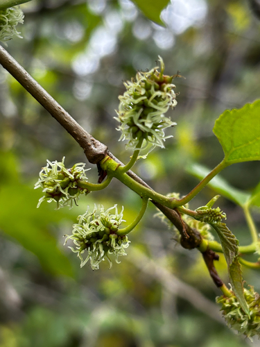 Morus alba observed 2025-06-28