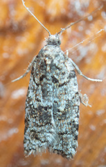 Acleris gloveranus