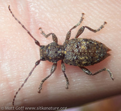 Plectrura spinicauda