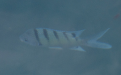 Abudefduf abdominalis