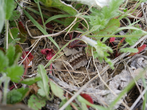 iNaturalist observation photo of Clio Tiger Moth