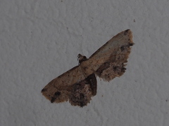 Acygnatha terminalis