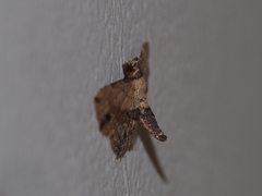 Acygnatha terminalis