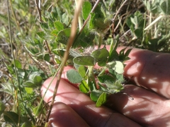 Lotus suaveolens