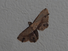 Acygnatha terminalis