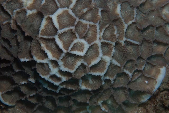 Paramontastraea coral (no English common name)