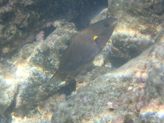 Stethojulis balteata