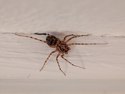 Common Spitting Spider, Netherlands, photo 5 of 10