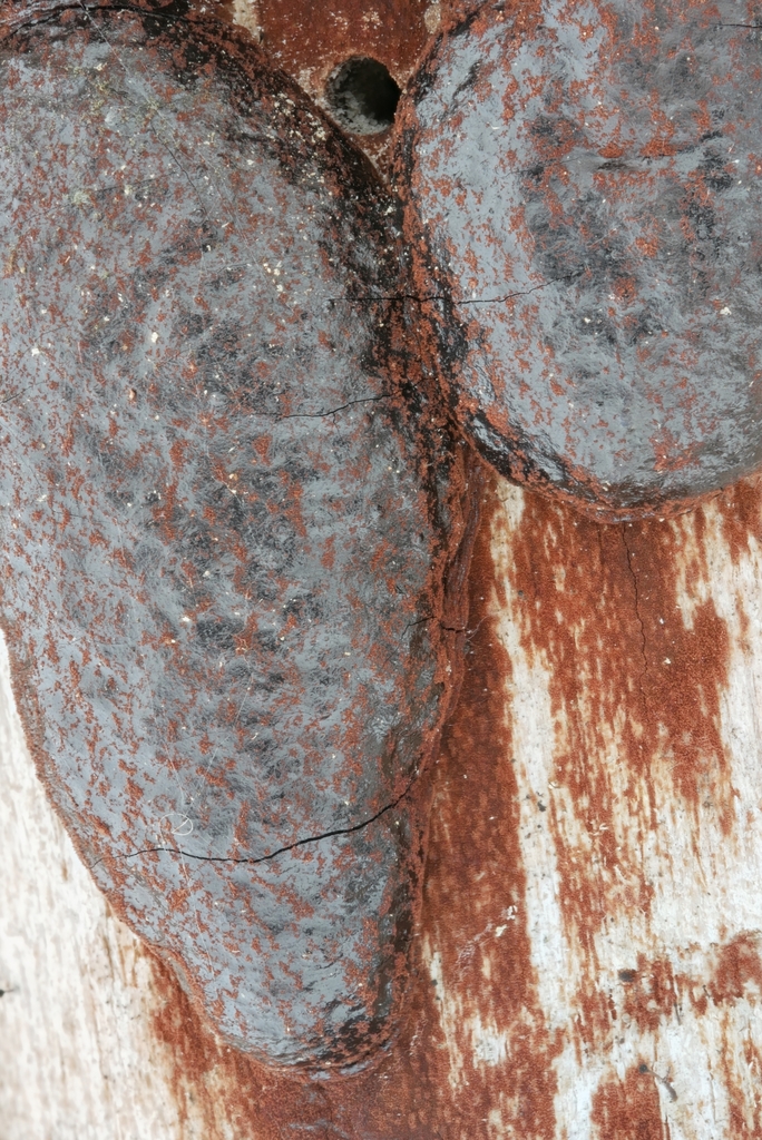 Pyrenomyxa