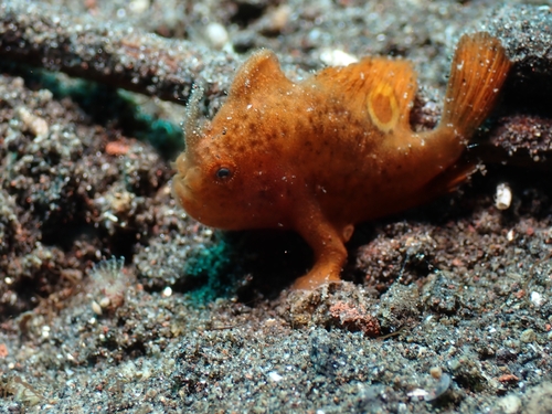 Brackish-water frogfish (Antennarius biocellatus) — Antennariidae