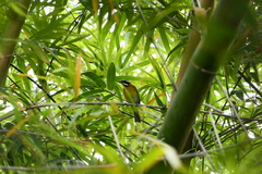 Spindalis portoricensis