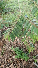 Xylopia aromatica