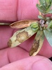Venturia paralias - Photo (c) bennybotany85, some rights reserved (CC BY-NC), uploaded by bennybotany85