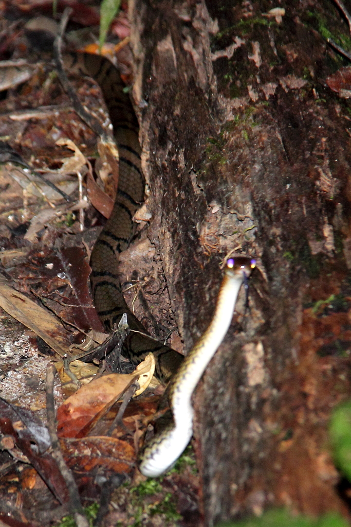 Ocellated Brown Snake