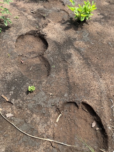 Forest Elephant