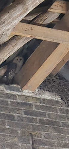 View observation of {o.common_name} on iNaturalist