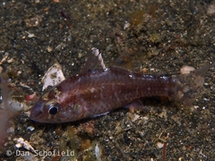 Ostorhinchus hoevenii