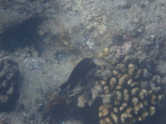 Ctenochaetus strigosus