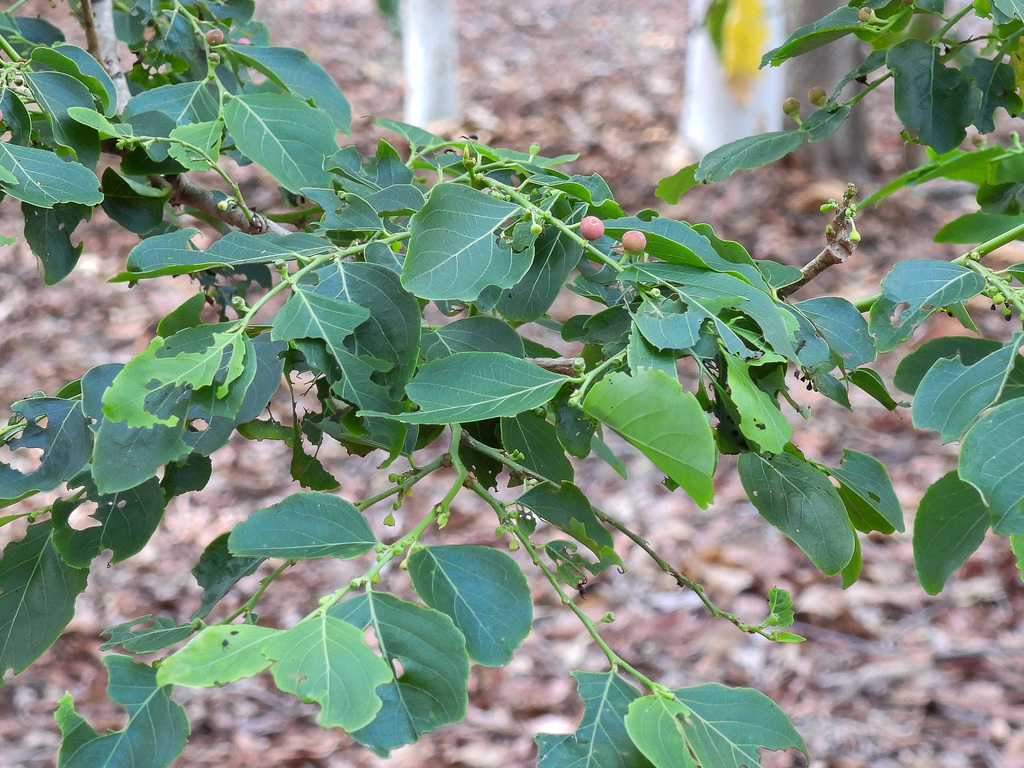 Brenia Tree Breynia cernua from Darwin NT, Australia on October 25, 2025 at 07:51 ...