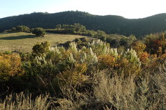Baccharis pilularis consanguinea