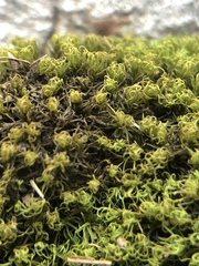 Tortella humilis