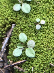 Tortella humilis