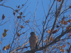Accipiter cooperii