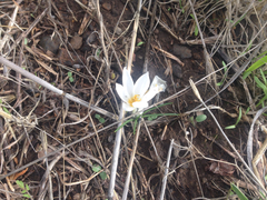 Crocus aleppicus