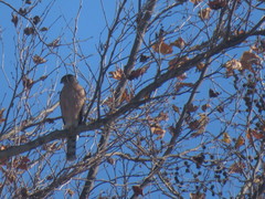 Accipiter cooperii