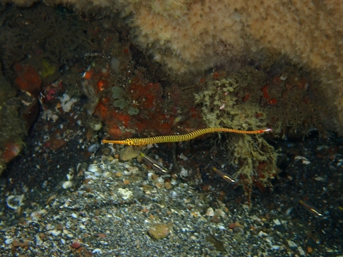 Geelband-zeenaald (Dunckerocampus pessuliferus) — Syngnathidae — 4