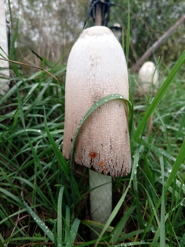 Shaggy Mane