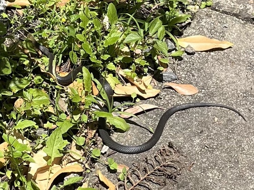 Marsh Snake sighting
