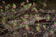 Ribes malvaceum malvaceum