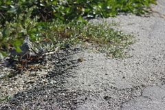 Junonia neildi varia