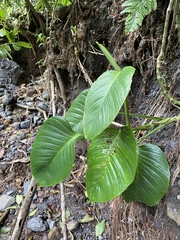 Monstera lentii