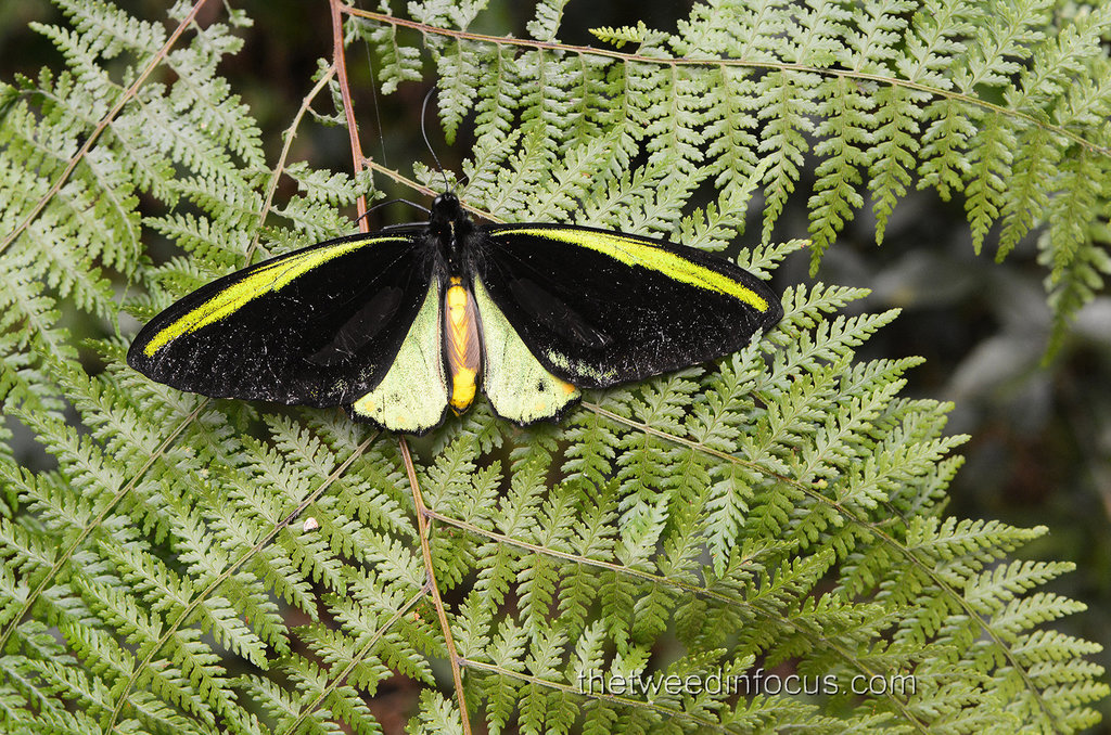 Ornithoptera