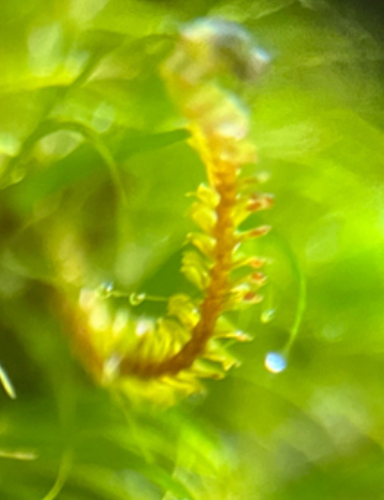 Anastrepta orcadensis observed 2025-10-29