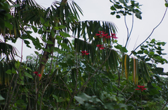 Erythrina americana