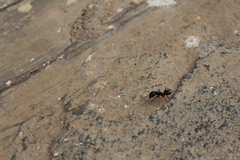 Camponotus compressus