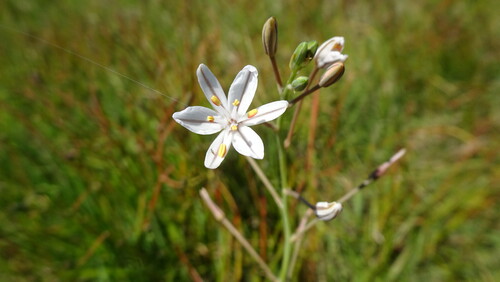 Fine Capespinach (Trachyandra filiformis)