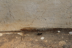 Camponotus compressus