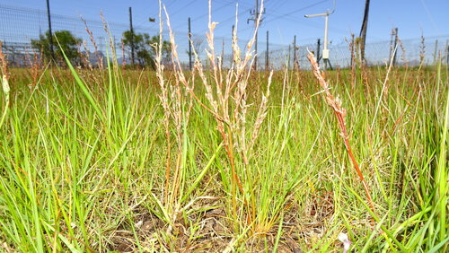 Fold Capespinach (Trachyandra revoluta)