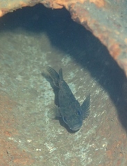 Sebastes rastrelliger