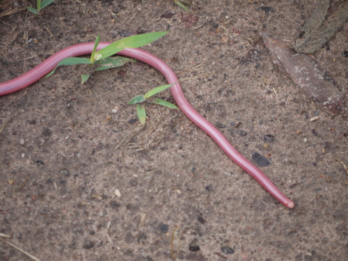 Gracile blind-snake