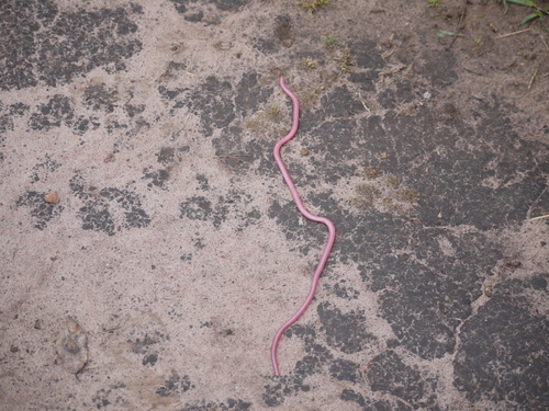Gracile blind-snake