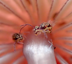 Ptenothrix beta